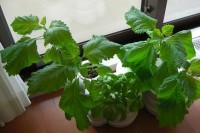 水耕栽培のシソとバジル