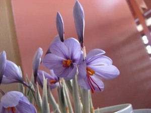 サフランの花